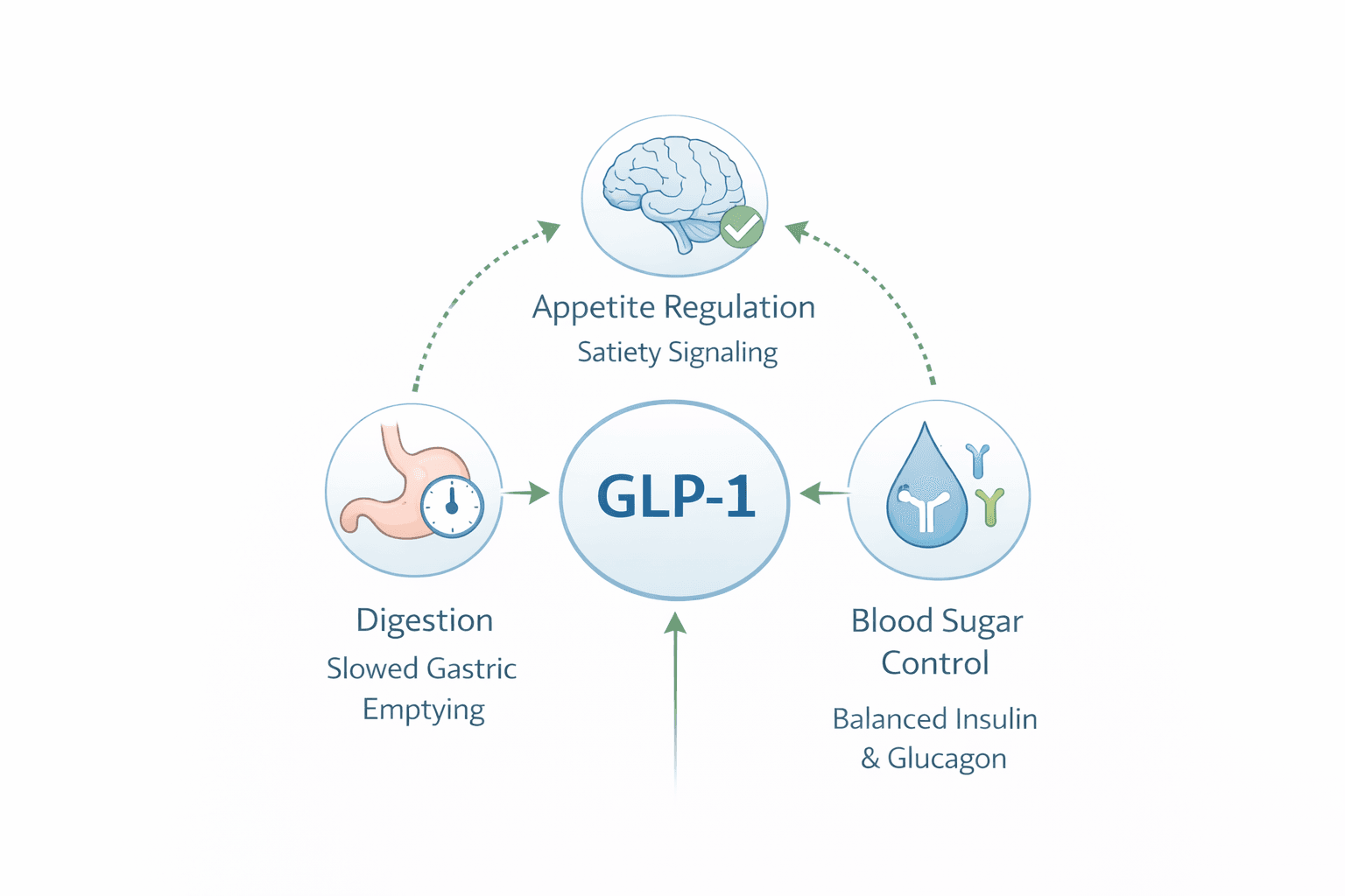 Triangle diagram showing GLP-1 at the center connecting three functions: appetite regulation and satiety signaling to the brain, blood sugar control through balanced insulin and glucagon, and digestion through slowed gastric emptying