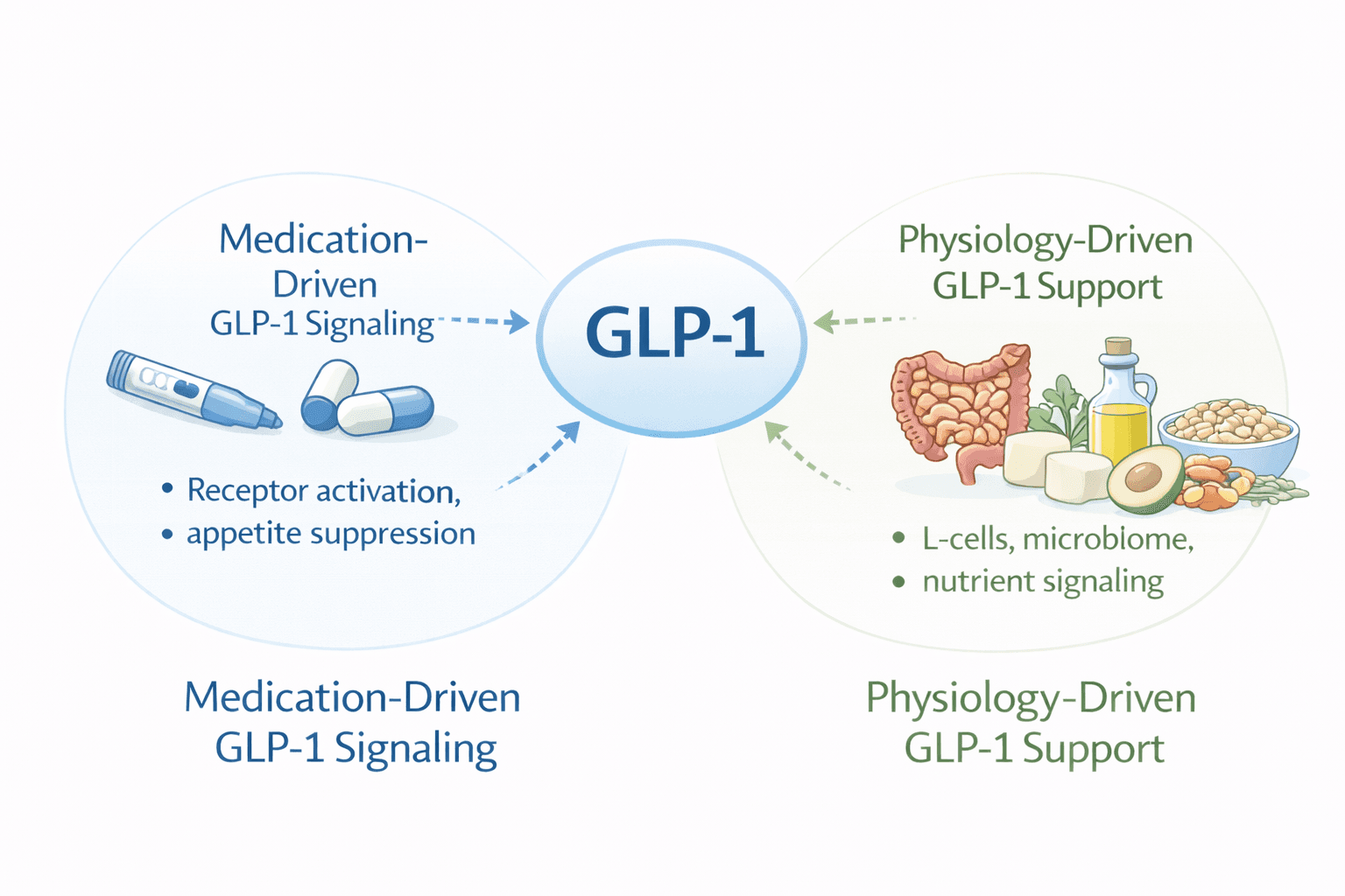 Venn diagram showing medication-driven GLP-1 signaling (receptor activation, appetite suppression) and physiology-driven GLP-1 support (L-cells, microbiome, nutrient signaling) working together