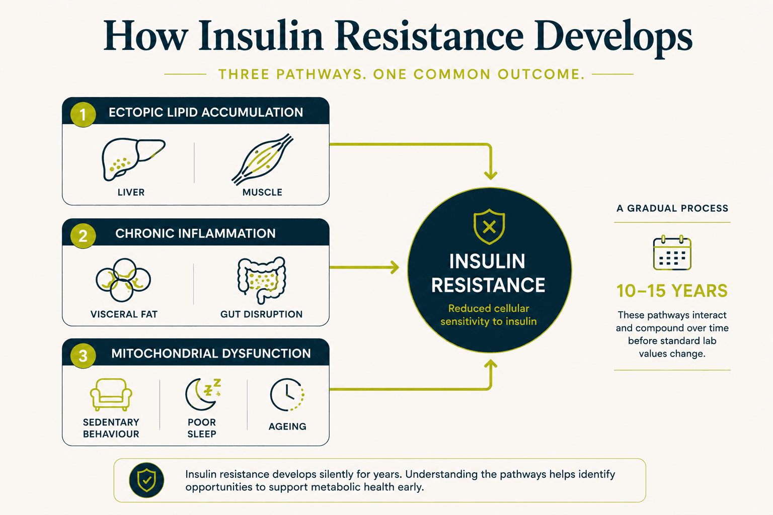 Diagram illustrating how insulin resistance develops gradually through ectopic lipid accumulation, chronic inflammation, and mitochondrial dysfunction before producing abnormal lab values