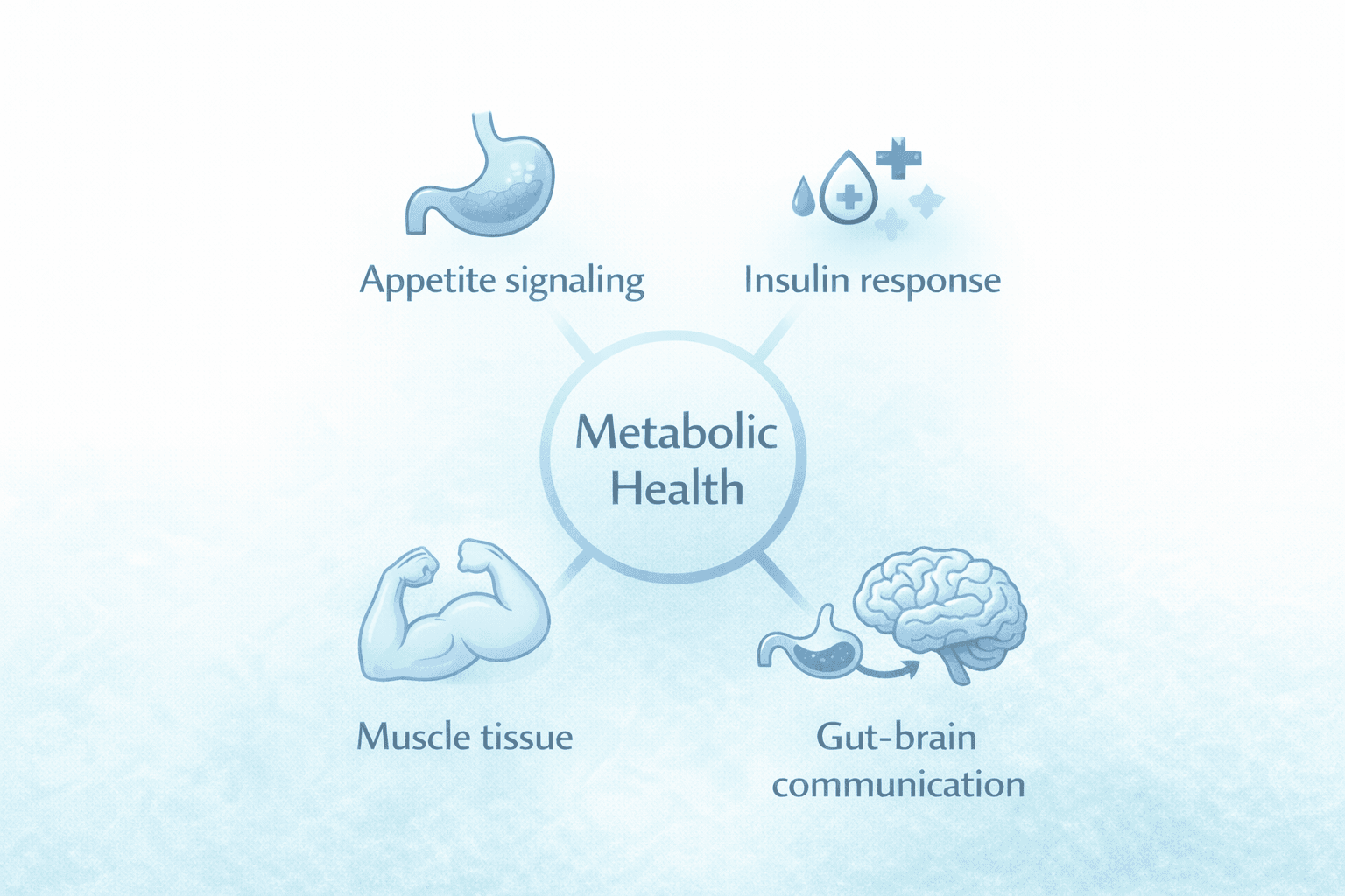 Diagram showing the four core components of metabolic health: appetite signaling, insulin response, muscle tissue, and gut-brain communication