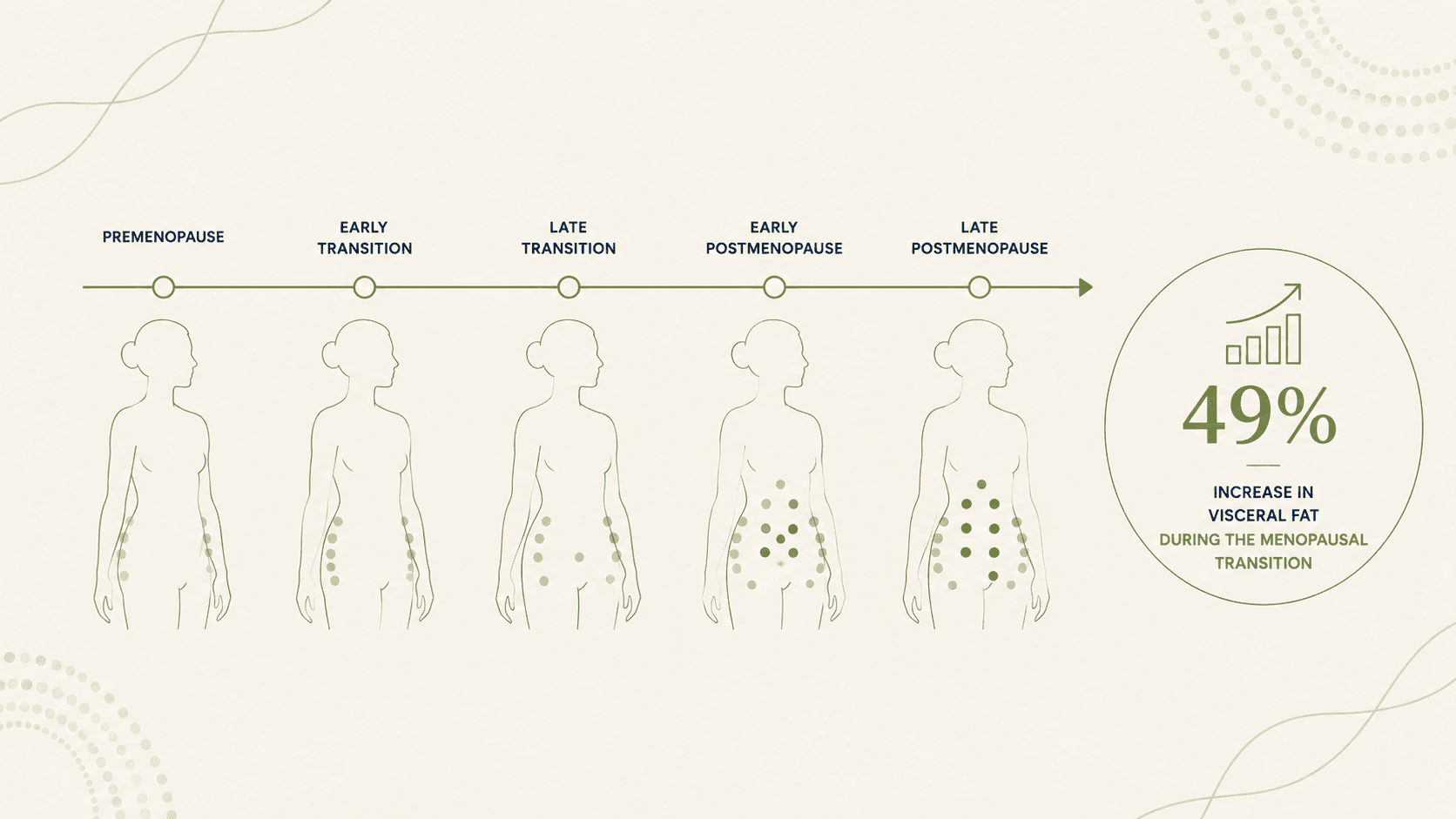 Illustration of visceral fat redistribution during the menopausal transition, showing increased central adiposity independent of total body weight change