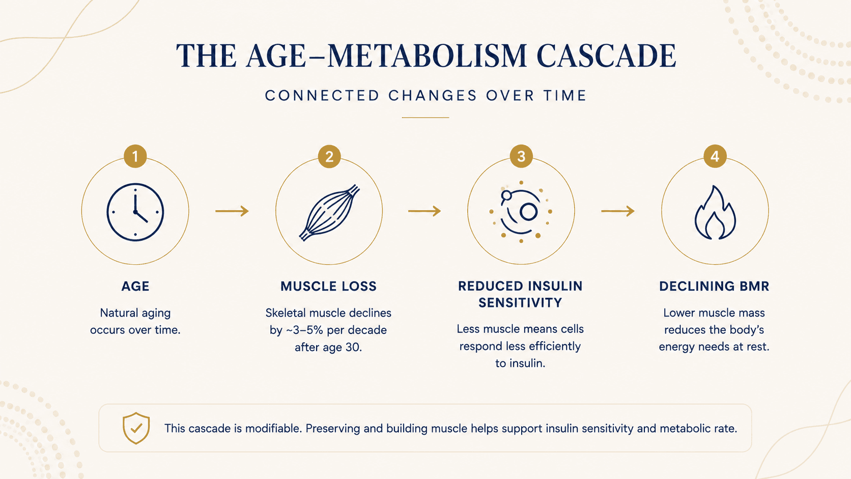 Chart showing muscle mass decline with age and the compounding effects on BMR and insulin sensitivity from age 30 onward