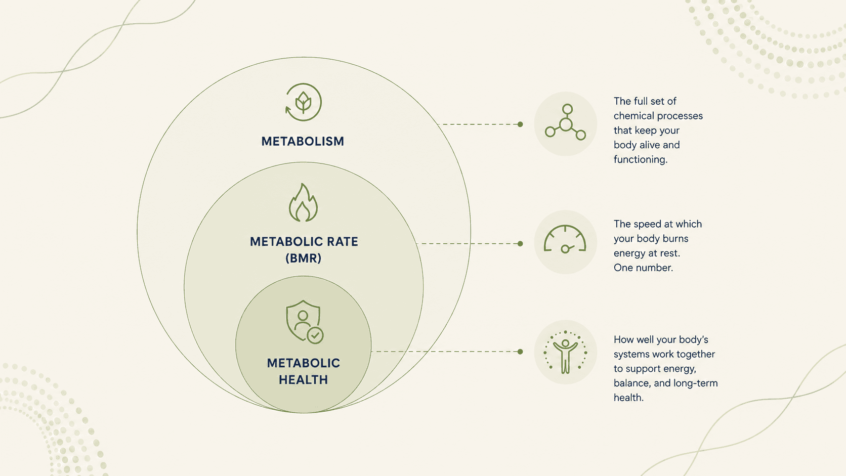 Diagram distinguishing metabolism, metabolic rate, and metabolic health as three separate but related concepts