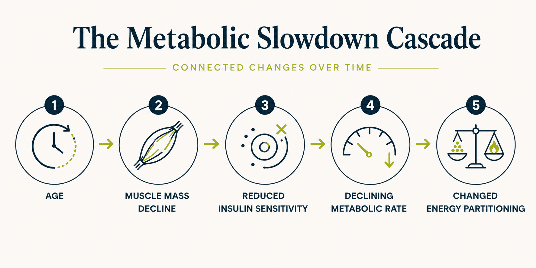 Diagram illustrating how muscle loss, declining insulin sensitivity, falling oestrogen, and reduced GLP-1 combine to produce the metabolic slowdown experienced after 40
