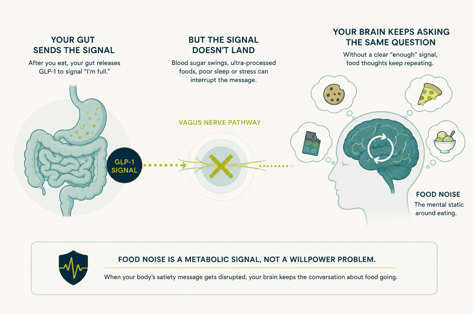 Educational illustration about Food Noise and metabolic health