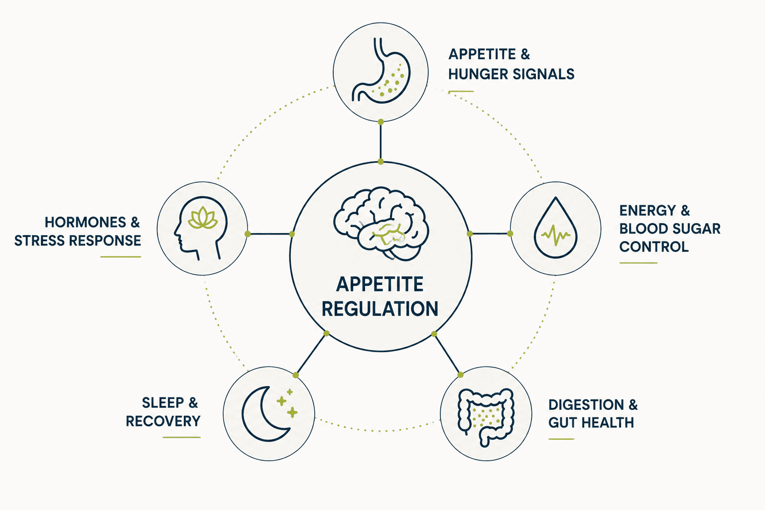 Educational illustration about Appetite Regulation and metabolic health