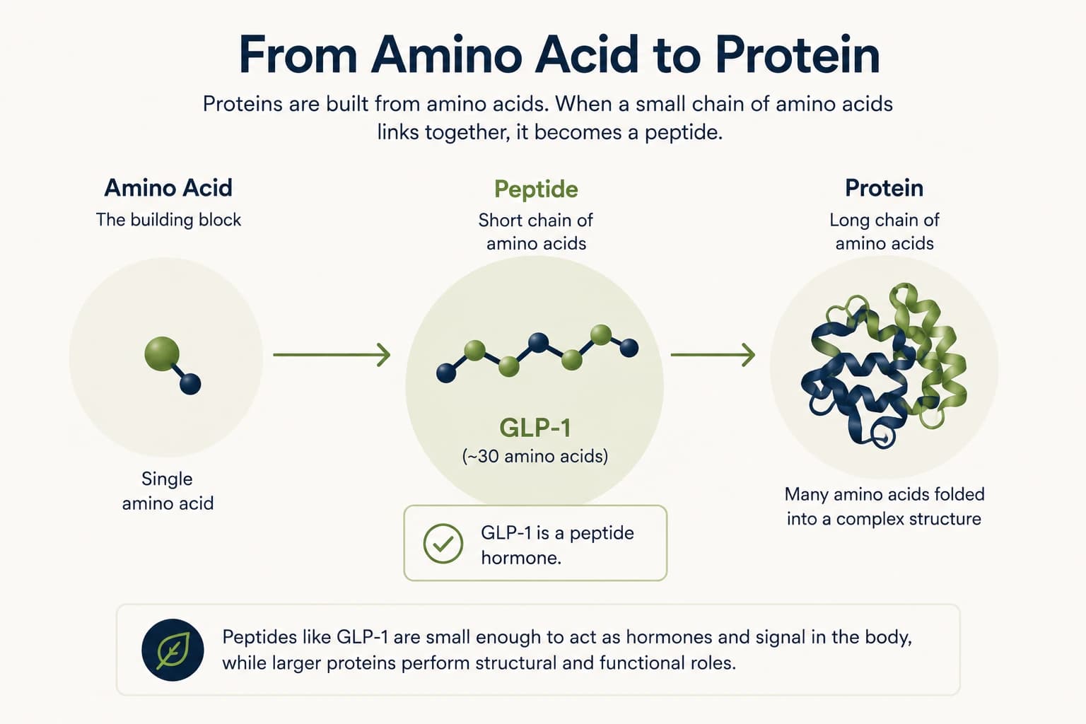 Educational illustration of peptides as the body's own signaling molecules