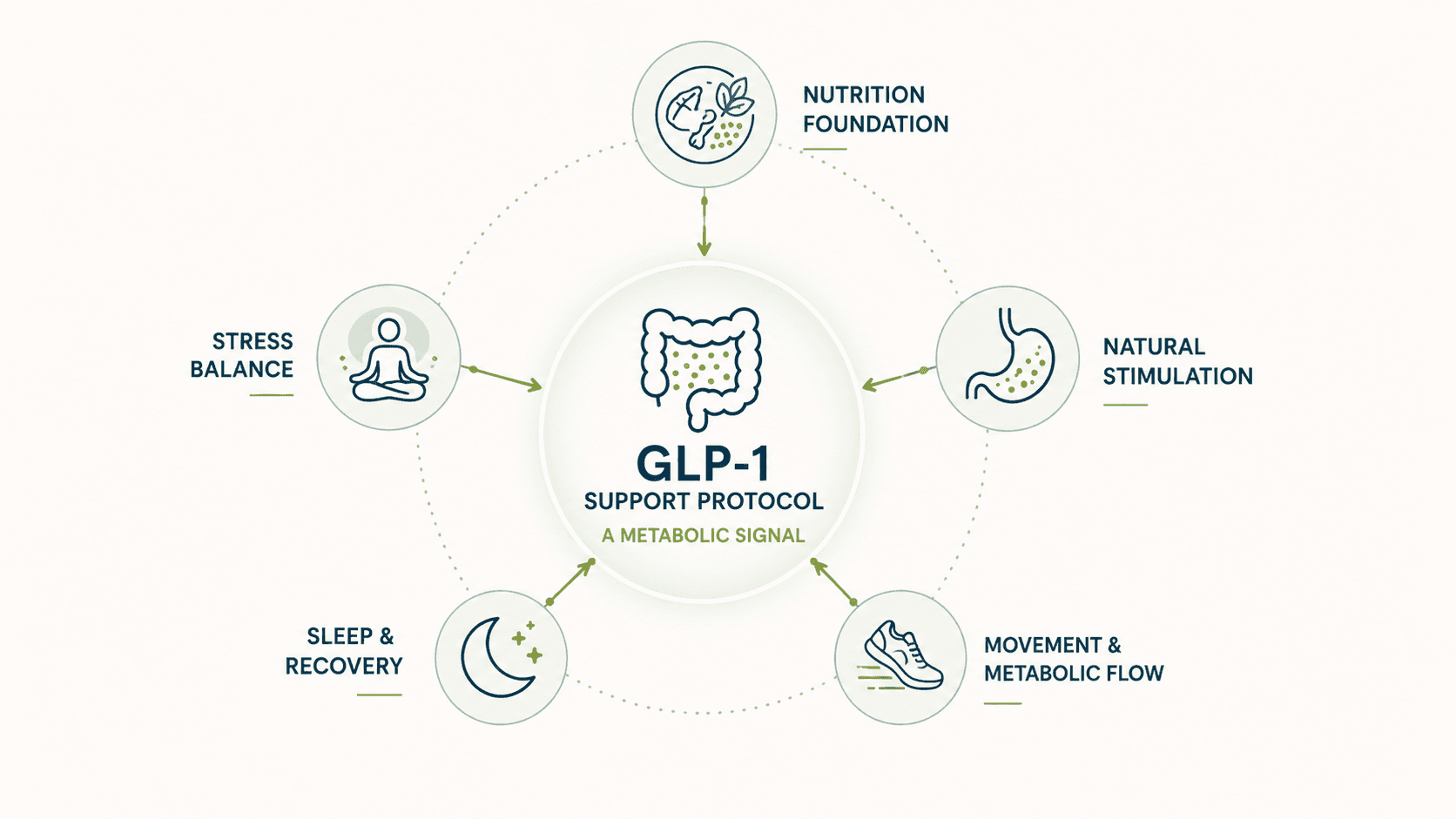Educational illustration about the GLP-1 Support Protocol and metabolic health