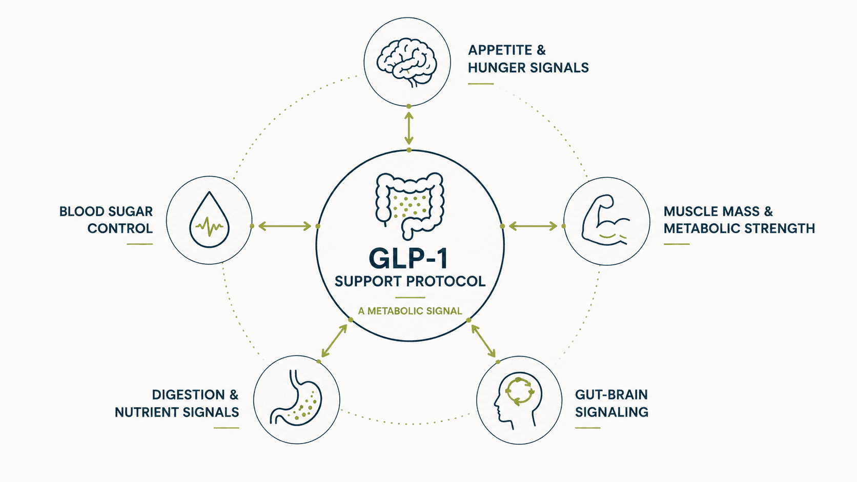 Diagram showing how the GLP-1 Support Protocol connects to the metabolic signaling system