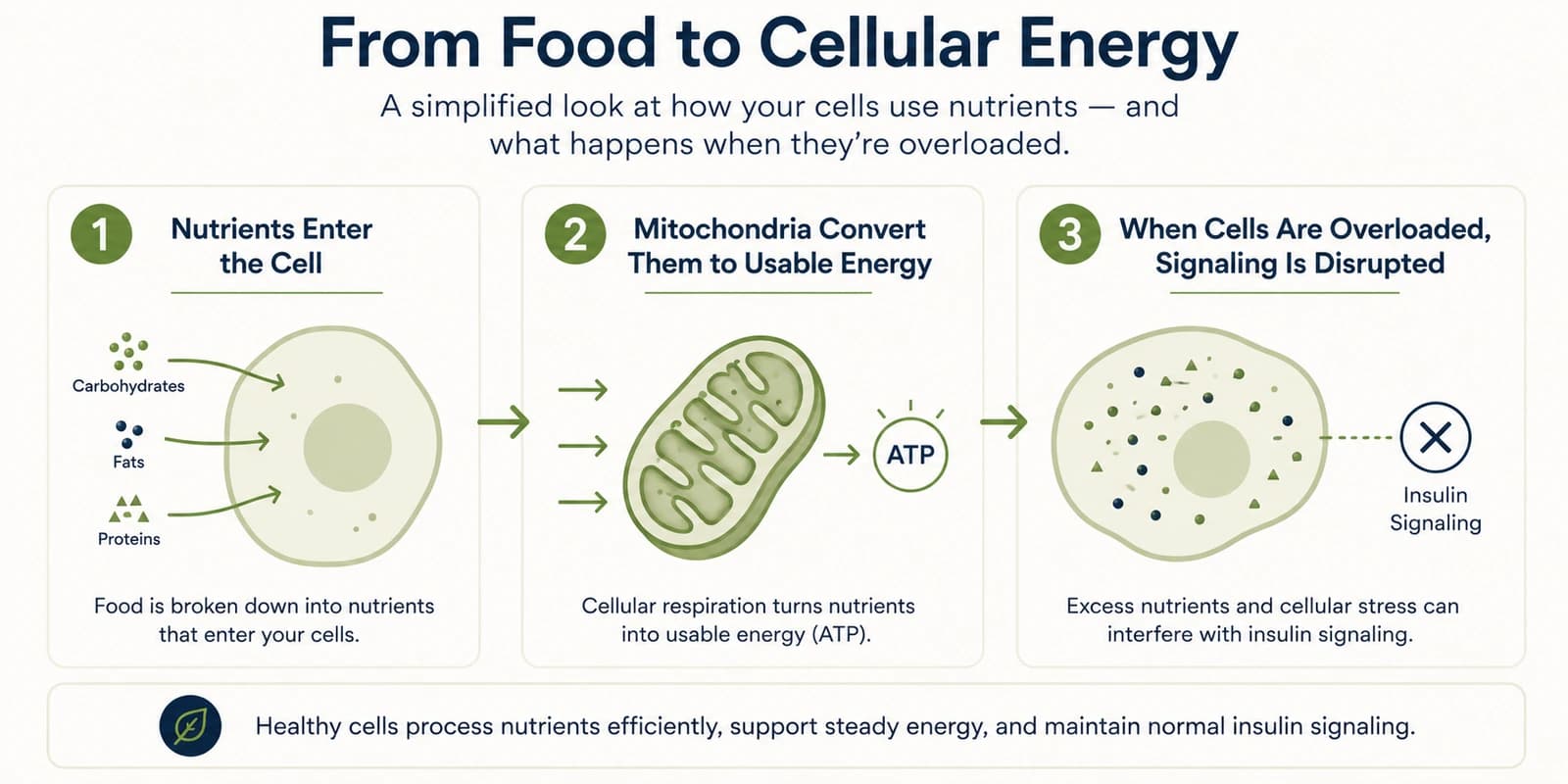 Educational illustration of a cell and its mitochondria producing energy